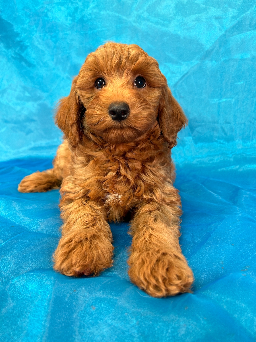 Female Mini Goldendoodle Puppy for Sale in Iowa DOB 9-4-2024 $1200